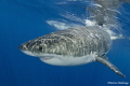   Great white shark  